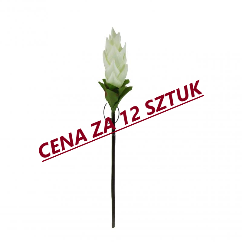 Kurkuma 50cm biała <br>(12 sztuk)